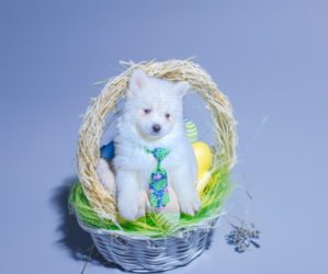 Pomsky Puppy for sale in WEBSTER, FL, USA