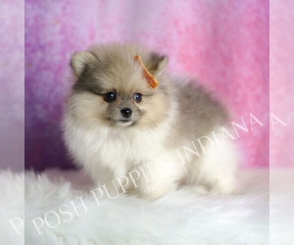 Medium Photo #5 Pomeranian Puppy For Sale in WARSAW, IN, USA