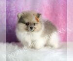 Small #4 Pomeranian