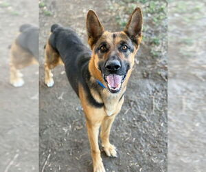 German Shepherd Dog-Unknown Mix Dogs for adoption in Riverside, CA, USA