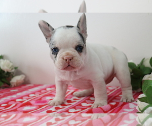 French Bulldog Puppy for sale in SHILOH, OH, USA