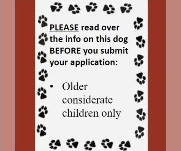 Medium Photo #4 Siberian Husky-Unknown Mix Puppy For Sale in Fargo, ND, USA