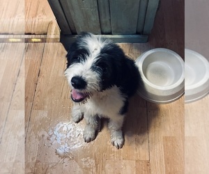 Old English Sheepdog Puppy for Sale in BROKEN BOW, Oklahoma USA
