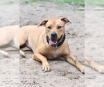 Small #1 Labrador Retriever Mix