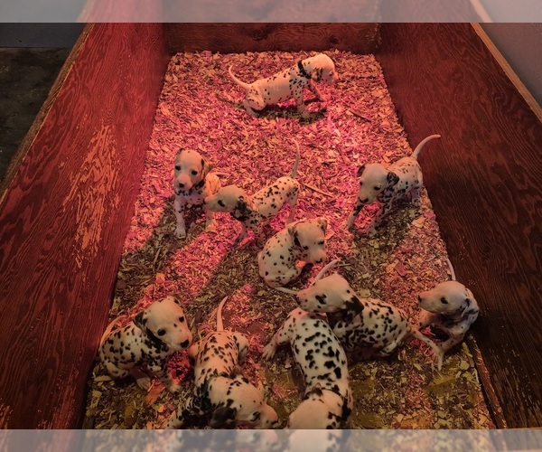 Medium Photo #1 Dalmatian Puppy For Sale in LEIPSIC, OH, USA