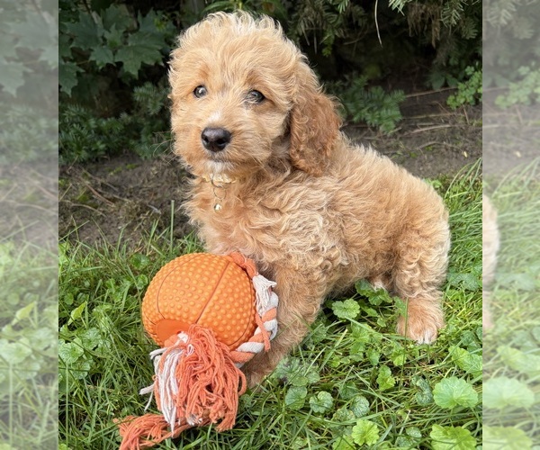 Medium Photo #4 Cockapoo (Miniature) Puppy For Sale in MIDDLEBURY, IN, USA