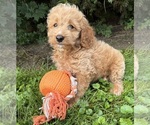 Small #3 Cockapoo (Miniature)