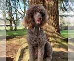 Small Photo #1 Labradoodle Puppy For Sale in SALEM, OR, USA