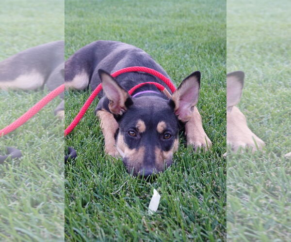 Medium Photo #2 Mutt Puppy For Sale in Sandy, UT, USA