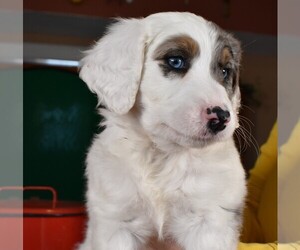 Aussiedoodle Puppy for sale in CHILLICOTHE, OH, USA