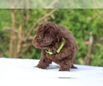 Small #33 ShihPoo