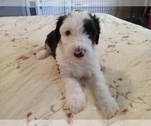Medium Sheepadoodle