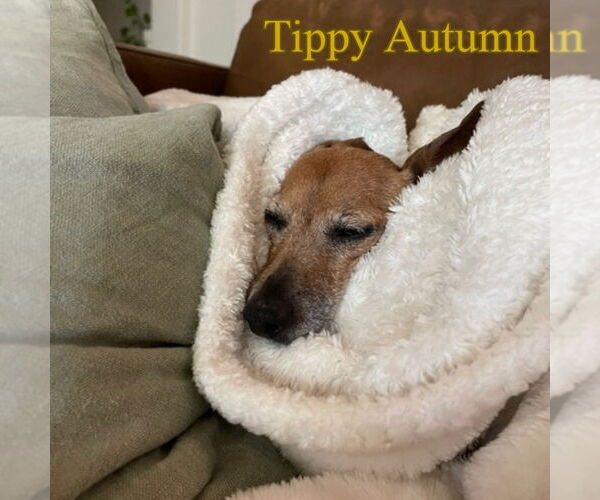 Medium Photo #17 Dachshund Puppy For Sale in San Antonio, TX, USA