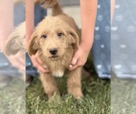 Puppy Zurg Labradoodle