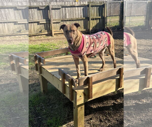Medium Photo #1 Labrador Retriever-Unknown Mix Puppy For Sale in Jackson, MS, USA