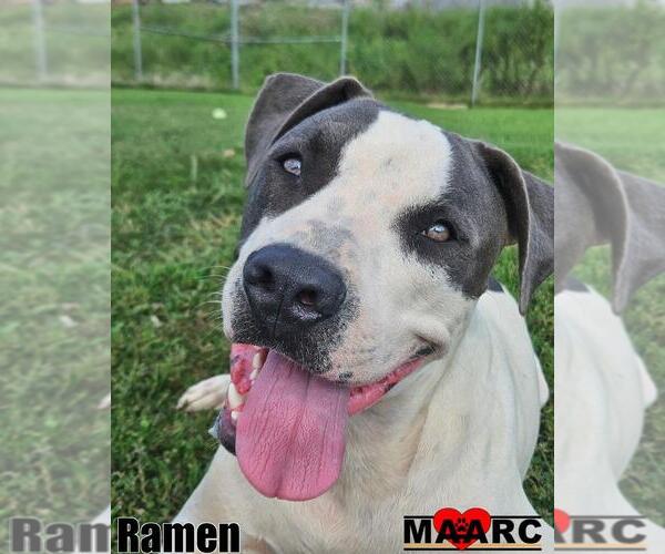 Medium Photo #4 American Pit Bull Terrier-Unknown Mix Puppy For Sale in Maryville, TN, USA