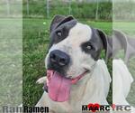 Small #3 American Pit Bull Terrier Mix