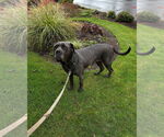 Small #1 Mutt