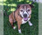 Small #3 Boxer Mix
