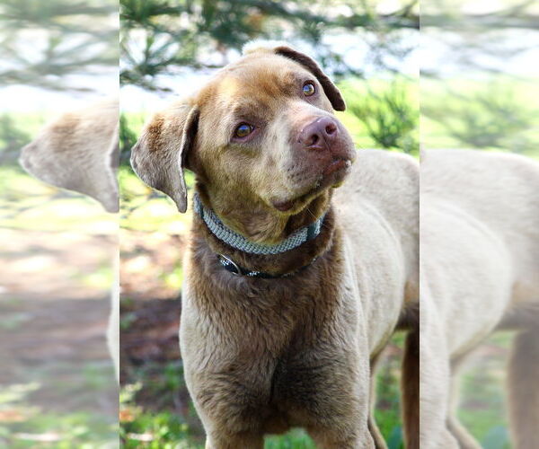 Medium Photo #2 American Pit Bull Terrier-Labrador Retriever Mix Puppy For Sale in Evansville, IN, USA