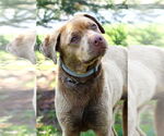 Small #1 American Pit Bull Terrier-Labrador Retriever Mix