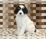 Small #3 Bernedoodle (Miniature)