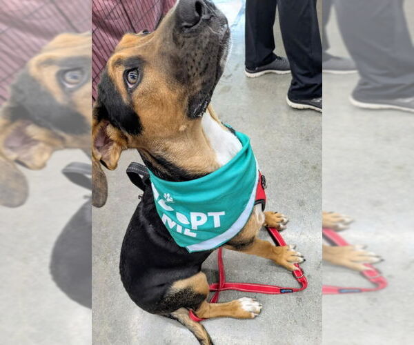 Medium Photo #3 Mutt Puppy For Sale in Wyoming, MI, USA