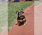 Small Photo #1 French Bulldog Puppy For Sale in MIAMI BEACH, FL, USA