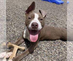 American Pit Bull Terrier-Unknown Mix Dogs for adoption in Attica, NY, USA