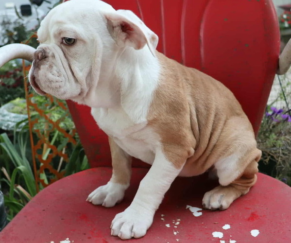 Medium Photo #12 Olde English Bulldogge Puppy For Sale in PINE VILLAGE, IN, USA