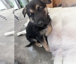 Small Photo #5 German Shepherd Dog Puppy For Sale in WADENA, MN, USA