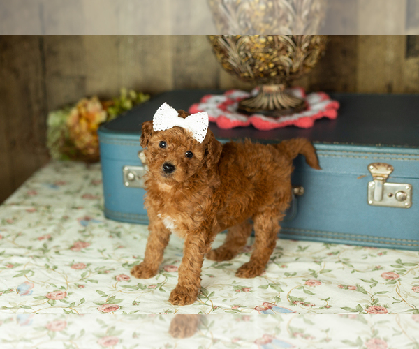 Medium Photo #14 Miniature Labradoodle Puppy For Sale in NAPPANEE, IN, USA