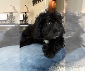 Aussiedoodle Puppy for sale in MAPLETON, UT, USA