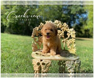 Poodle (Toy) Puppy for sale in NIANGUA, MO, USA