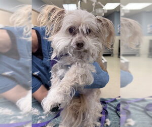 Poodle (Miniature)-Unknown Mix Dogs for adoption in Riverside, CA, USA