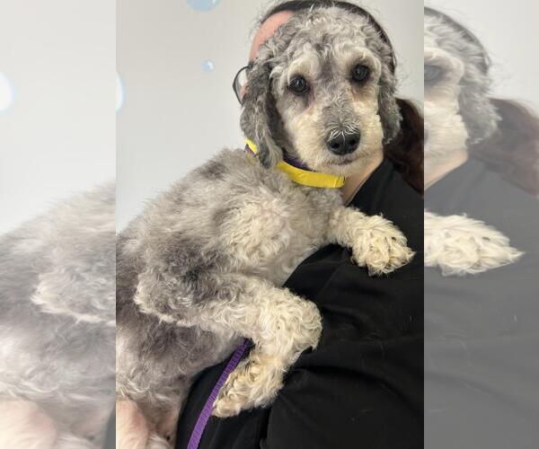 Medium Photo #11 Cock-A-Poo-Unknown Mix Puppy For Sale in Westminster, MD, USA