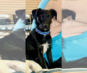 Chi-Poo (Miniature) Dogs for adoption in Mesa, AZ, USA