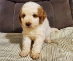 Image preview for Ad Listing. Nickname: Litter of 3