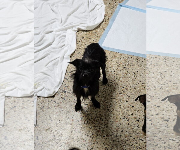 Medium Photo #2 Chihuahua-Unknown Mix Puppy For Sale in Metairie, LA, USA