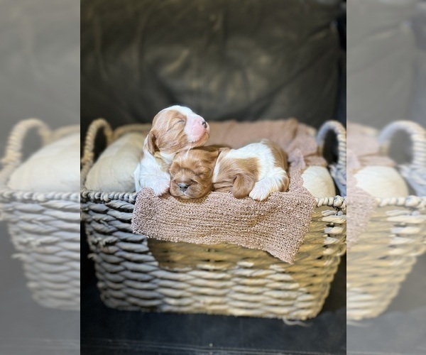 Medium Photo #6 Cavalier King Charles Spaniel Puppy For Sale in ALBUQUERQUE, NM, USA