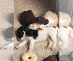 Small #28 Poodle (Standard)