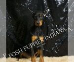 Small Photo #15 Doberman Pinscher Puppy For Sale in WARSAW, IN, USA