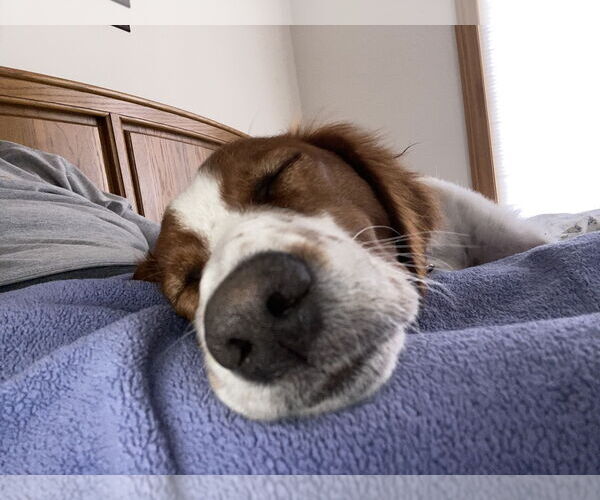 Medium Photo #3 - Mix Puppy For Sale in Curwensville, PA, USA