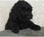 Puppy Daisy Goldendoodle