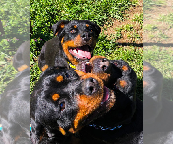 Medium Photo #40 Rottweiler Puppy For Sale in VONORE, TN, USA