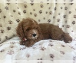 Small #7 Cavapoo