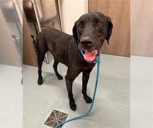 Labrador Retriever Dogs for adoption in Baytown, TX, USA
