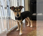 Small Labrador Retriever Mix