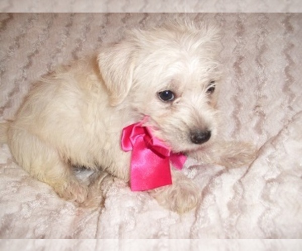 Medium Photo #2 Schnoodle (Miniature) Puppy For Sale in JACKSON, MS, USA