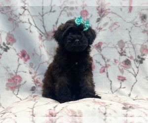 Poodle (Miniature)-Shorkie Tzu Mix Puppy for sale in LAKELAND, FL, USA